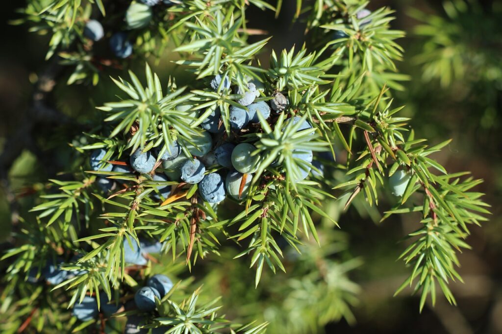 Juniperus communis – Borievka obyčajná